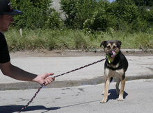 TANI, Hund, Mischlingshund in Bulgarien - Bild 24