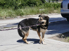 TANI, Hund, Mischlingshund in Bulgarien - Bild 25