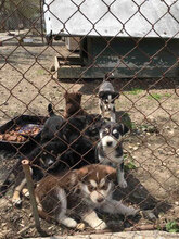 TANI, Hund, Mischlingshund in Bulgarien - Bild 4