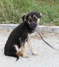 TANI, Hund, Mischlingshund in Bulgarien - Bild 5