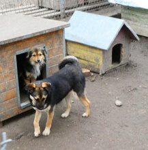 TANI, Hund, Mischlingshund in Bulgarien - Bild 8