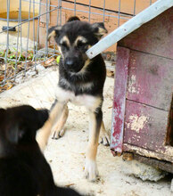 TANI, Hund, Siberian Husky-Mix in Bulgarien - Bild 6