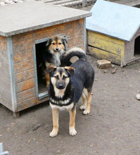 TANI, Hund, Siberian Husky-Mix in Bulgarien - Bild 9