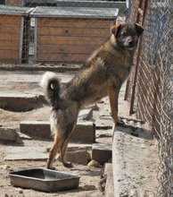 TIMON, Hund, Mischlingshund in Bulgarien - Bild 1