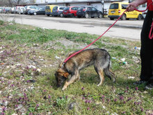 TIMON, Hund, Mischlingshund in Bulgarien - Bild 3