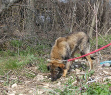 TIMON, Hund, Mischlingshund in Bulgarien - Bild 4