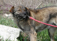 TIMON, Hund, Mischlingshund in Bulgarien - Bild 5