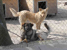 TIMON, Hund, Mischlingshund in Bulgarien - Bild 6