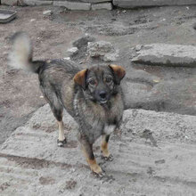 TIMON, Hund, Mischlingshund in Bulgarien - Bild 7