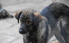 TIMON, Hund, Mischlingshund in Bulgarien - Bild 8