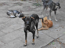 TIMON, Hund, Mischlingshund in Bulgarien - Bild 9