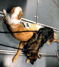 MARLENKA, Hund, Mischlingshund in Berlin - Bild 17
