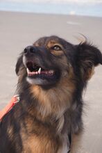MARLENKA, Hund, Mischlingshund in Berlin - Bild 18