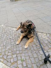 MARLENKA, Hund, Mischlingshund in Berlin - Bild 4