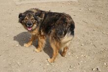 MARLENKA, Hund, Mischlingshund in Berlin - Bild 5
