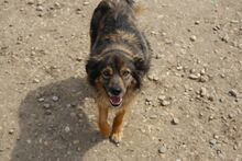 MARLENKA, Hund, Mischlingshund in Berlin - Bild 8