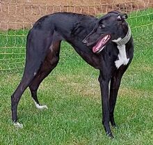 LORENA, Hund, Galgo Español in Lüdersfeld - Bild 9