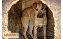 ZAFIR4, Hund, Mischlingshund in Hatten - Bild 1