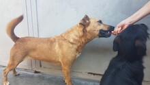 ZAFIR4, Hund, Mischlingshund in Hatten - Bild 2
