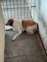 EVELYN, Hund, Mischlingshund in Rumänien - Bild 3