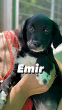 EMIR, Hund, Bretonischer Spaniel-Mix in Spanien - Bild 1
