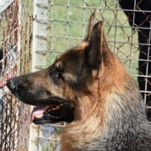 CALA, Hund, Deutscher Schäferhund in Spanien - Bild 2