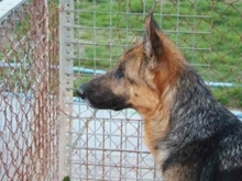 CALA, Hund, Deutscher Schäferhund in Spanien - Bild 3