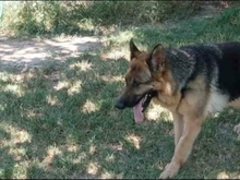 CALA, Hund, Deutscher Schäferhund in Spanien - Bild 7