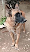 DIMAL, Hund, Malinois in Griechenland - Bild 8