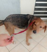 DADO, Hund, Mischlingshund in Griechenland - Bild 2