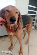 DADO, Hund, Mischlingshund in Griechenland - Bild 3