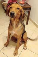 DADO, Hund, Mischlingshund in Griechenland - Bild 6
