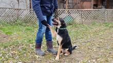CUDKA, Hund, Mischlingshund in Polen - Bild 10
