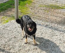 HANNAH, Hund, Mischlingshund in Griechenland - Bild 2