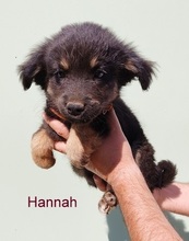 HANNAH, Hund, Mischlingshund in Griechenland - Bild 4