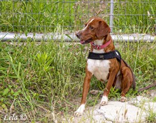 LELA, Hund, Mischlingshund in Griechenland - Bild 2