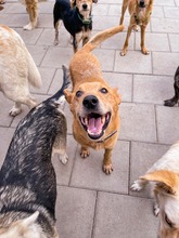 NORMAN, Hund, Mischlingshund in Slowakische Republik - Bild 2