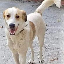 SIMBA, Hund, Mischlingshund in Griechenland - Bild 11