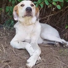 SIMBA, Hund, Mischlingshund in Griechenland - Bild 6
