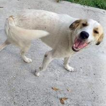 SIMBA, Hund, Mischlingshund in Griechenland - Bild 9