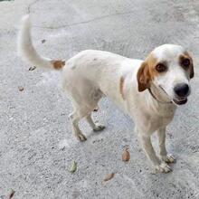 LIO, Hund, Mischlingshund in Griechenland - Bild 10