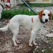 LIO, Hund, Mischlingshund in Griechenland - Bild 13