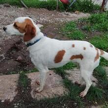 LIO, Hund, Mischlingshund in Griechenland - Bild 14