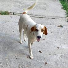 LIO, Hund, Mischlingshund in Griechenland - Bild 7