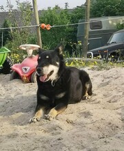 HOUDINI, Hund, Mischlingshund in Aachen - Bild 3
