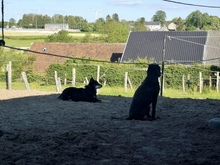 HOUDINI, Hund, Mischlingshund in Aachen - Bild 6