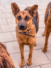 NAUTICA, Hund, Mischlingshund in Slowakische Republik - Bild 10