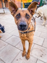 NAUTICA, Hund, Mischlingshund in Slowakische Republik - Bild 11