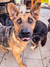 NAUTICA, Hund, Mischlingshund in Slowakische Republik - Bild 13