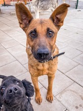 NAUTICA, Hund, Mischlingshund in Slowakische Republik - Bild 14